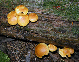 Gymnopilus sapineus .